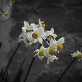 Minnow Dwarf Daffodil Bulbs (Narcissus tazetta Minnow) 2
